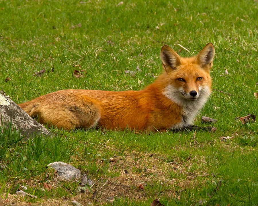 Fox in Waiting Photograph by Brian Caldwell