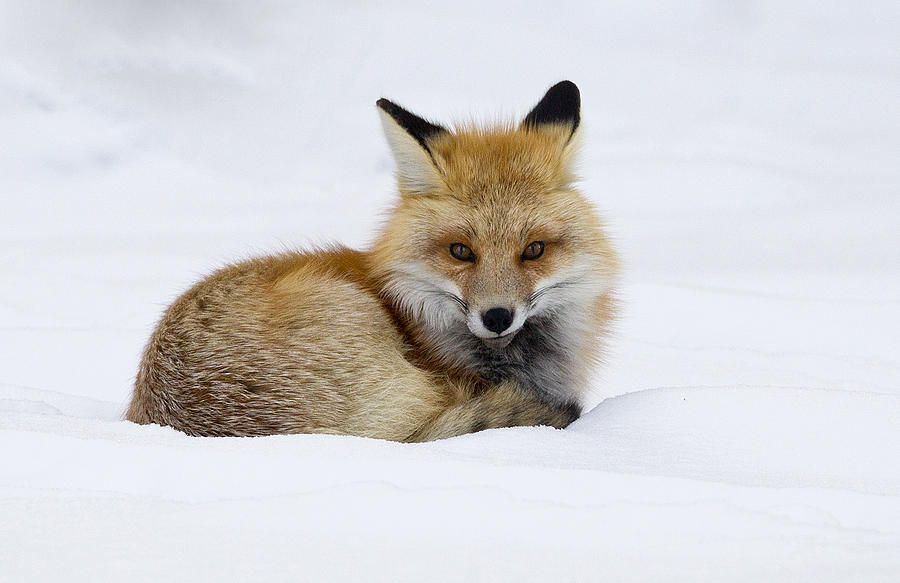 Yellowstone National Park Photograph - Fox in Winter by John Gregg