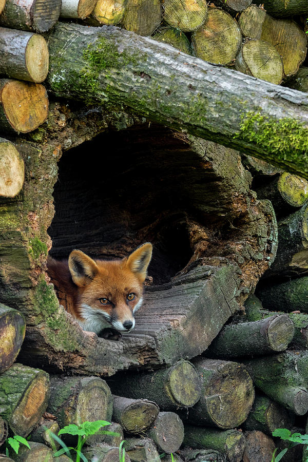 Fox in Woodpile Photograph by Arterra Picture Library
