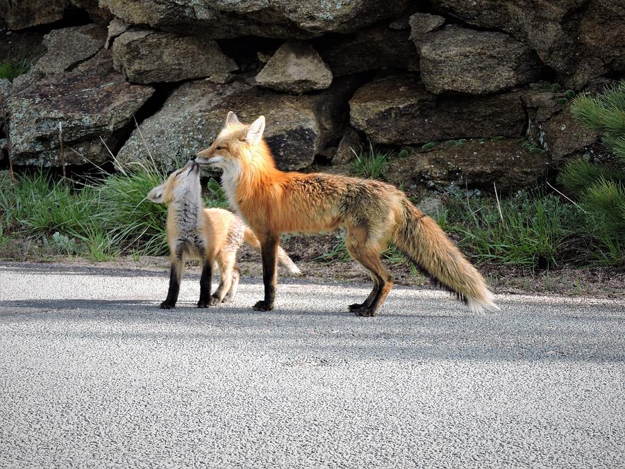 Fox Kisses Photograph by Nicole Belvill
