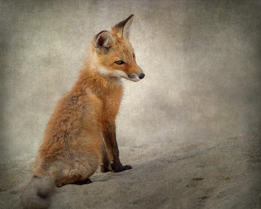 Fox Kit 2018 Photograph by Bill Wakeley