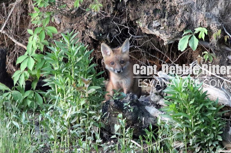 Fox Kit 2766 by Captain Debbie Ritter Fox Kit 2766 by Captain Debbie Ritter