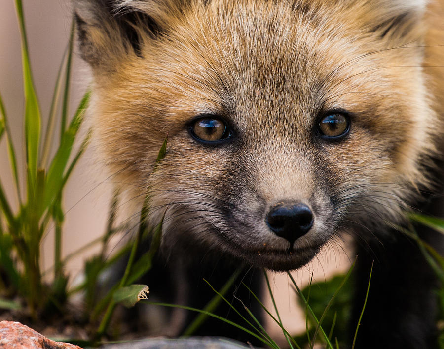 Fox Kit #3 Up Close and Curious Photograph by Mindy Musick King