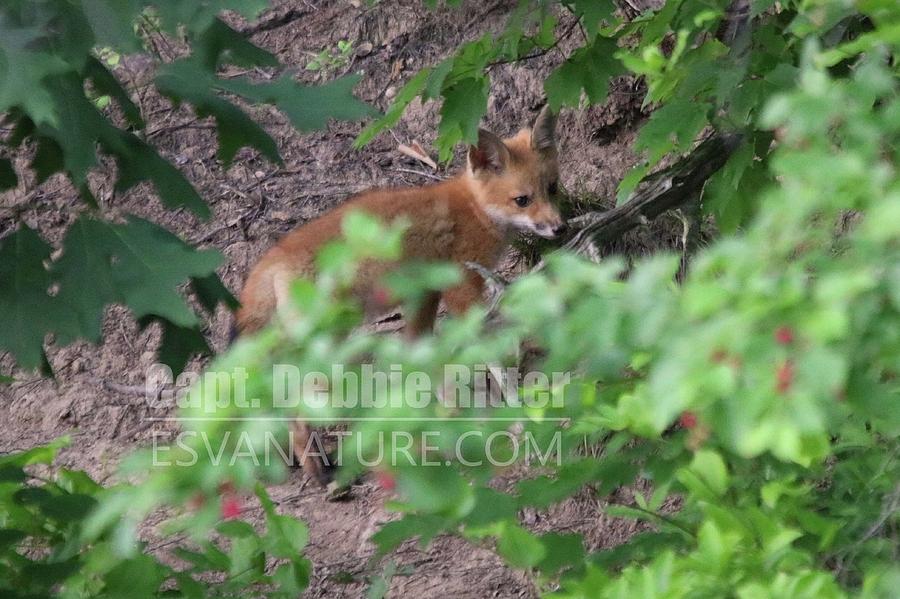 Fox Kit 4795 by Captain Debbie Ritter Fox Kit 4795 by Captain Debbie Ritter