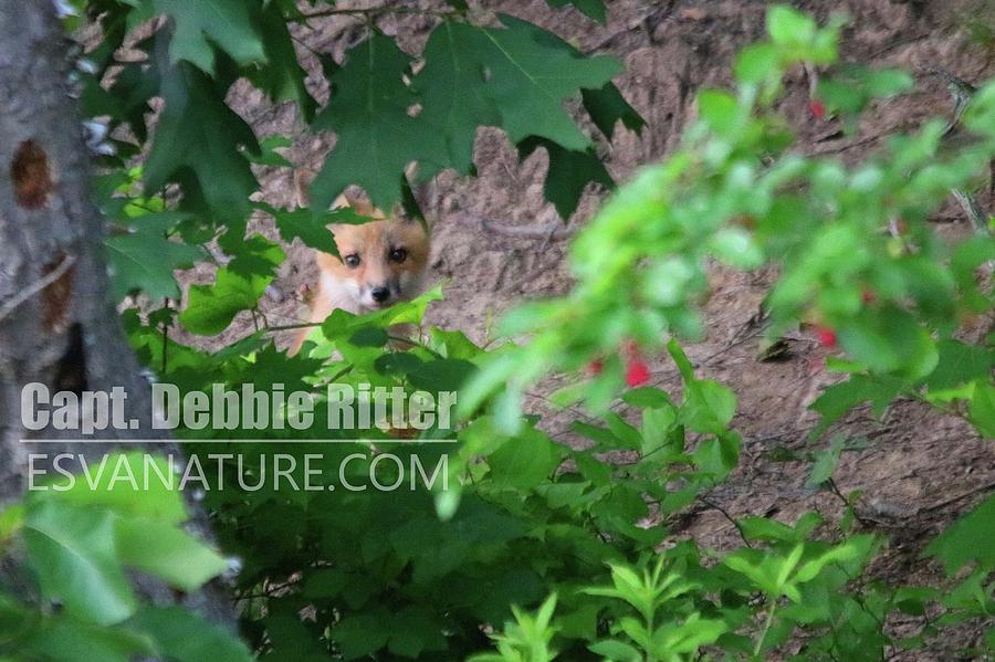 Fox Kit 4805 by Captain Debbie Ritter Fox Kit 4805 by Captain Debbie Ritter