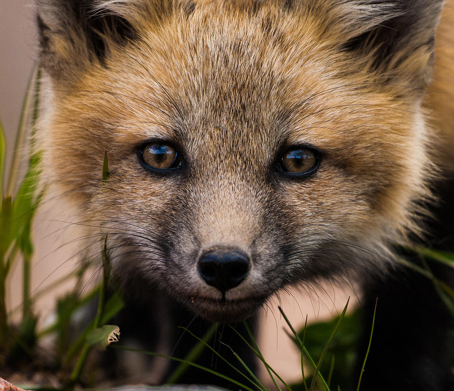 Fox Kit #5 Up Close and Curious Photograph by Mindy Musick King