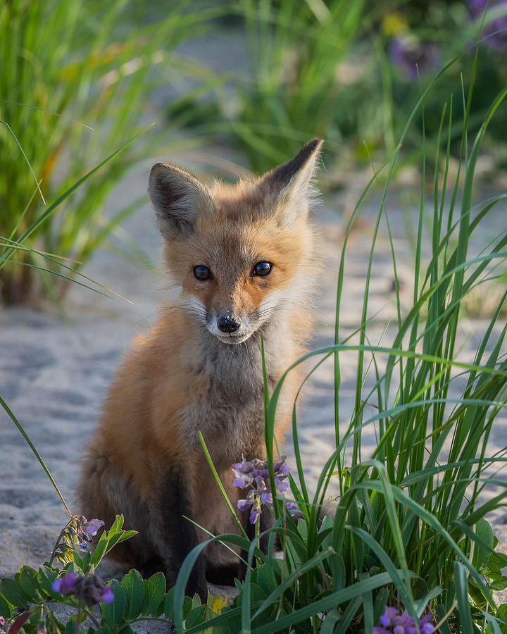 Fox Photograph - Fox Kit by Bill Wakeley