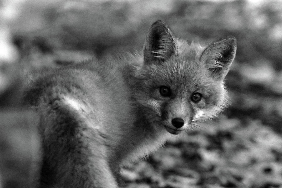 Fox Kit Black and White Photograph by Brook Burling