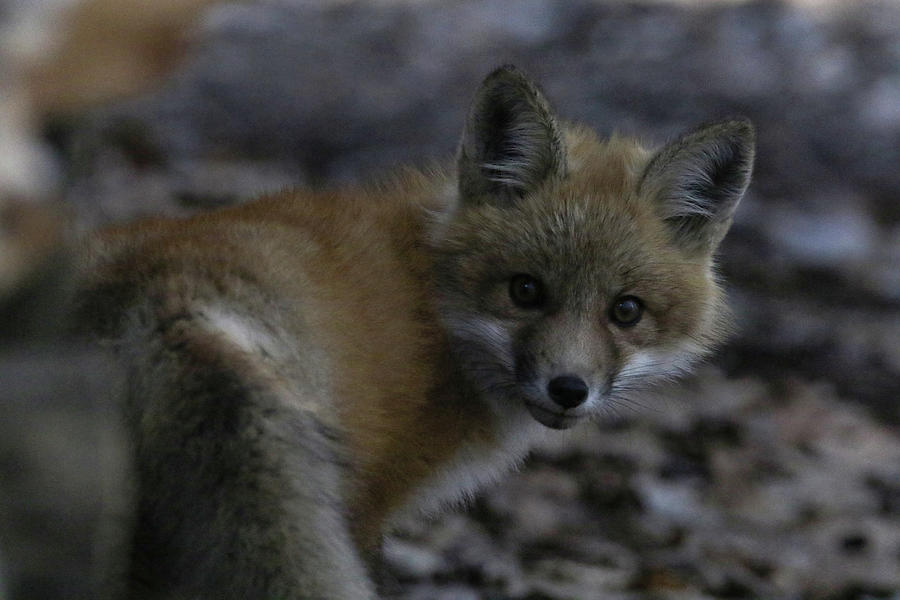 Fox Kit Photograph by Brook Burling
