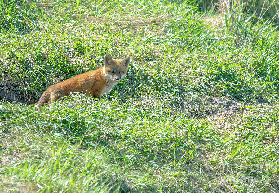Fox Kit Photograph by Cheryl Baxter