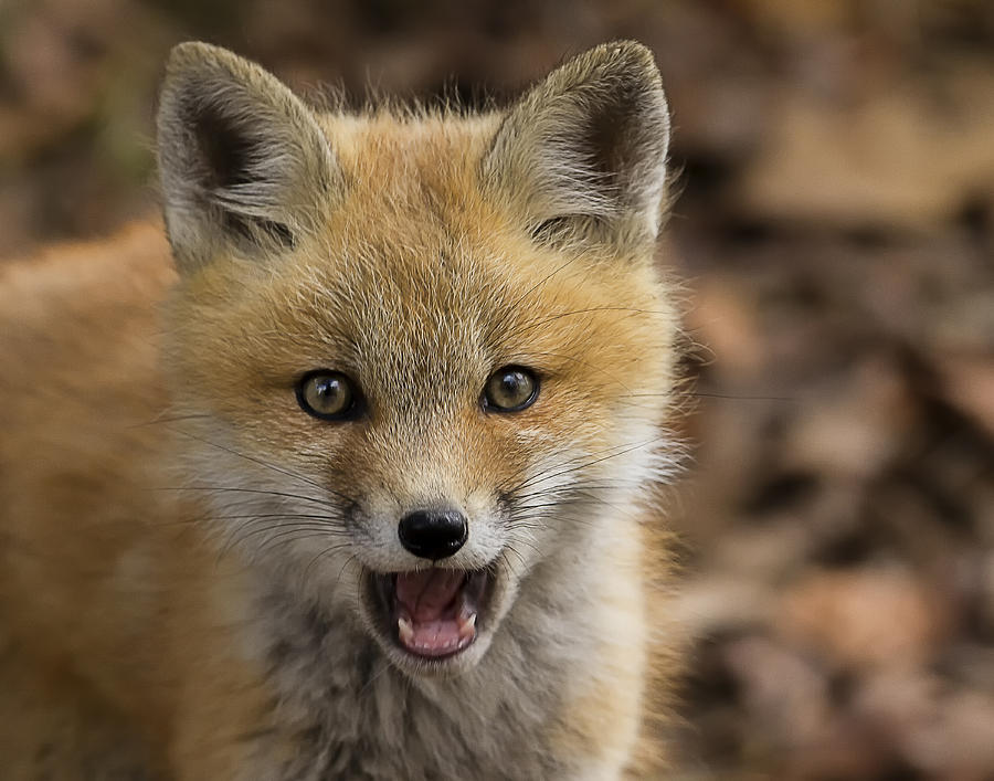 Fox Kit Closeup Photograph by John Vose