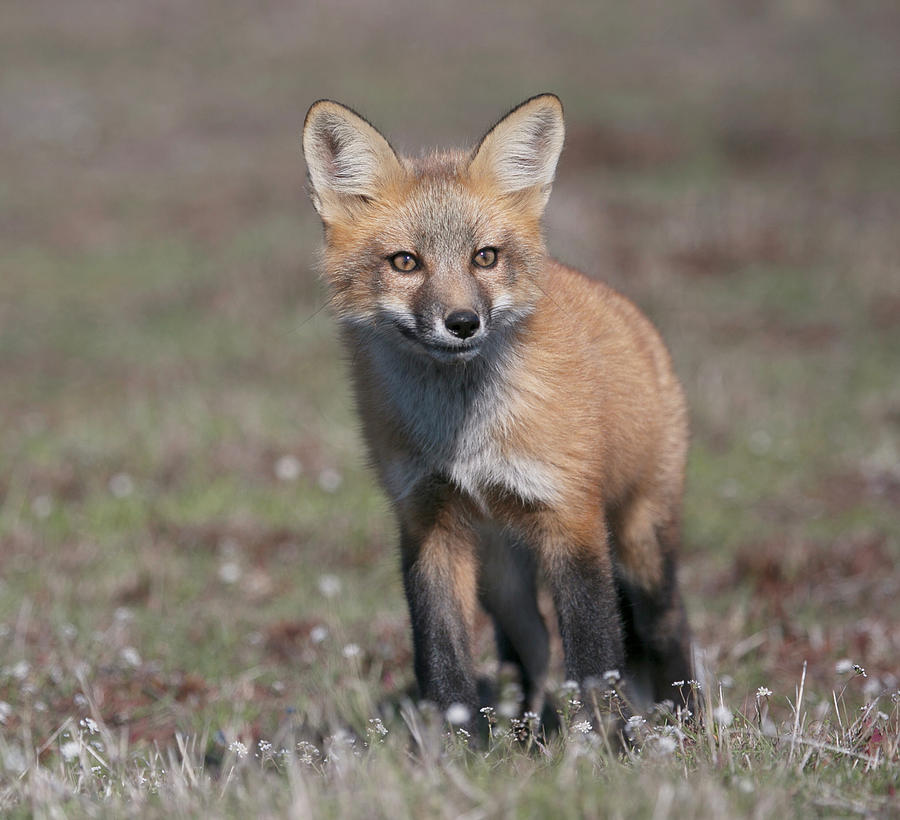 Fox kit Photograph by Elvira Butler