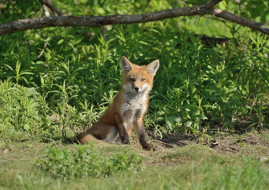 Fox Kit Guarding the Den Photograph by David Porteus