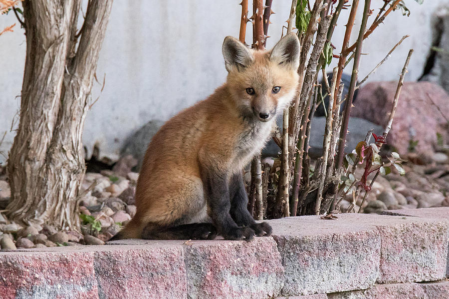 Fox Kit Hangs Out in Suburbia Photograph by Tony Hake