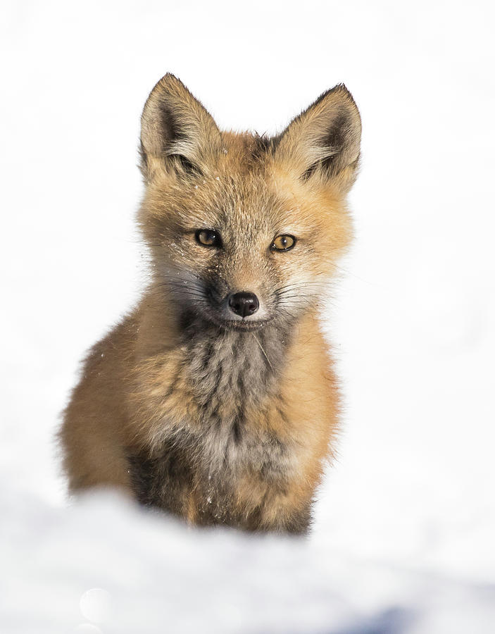 Fox Kit in Spring Snow Photograph by Mindy Musick King
