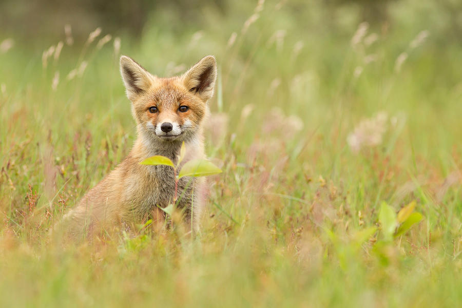 Wildlife Photograph - Fox Kit in the Filed by Roeselien Raimond