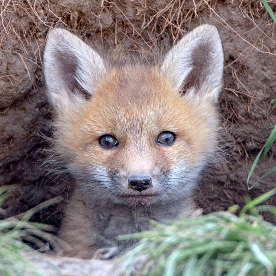 Fox Kit Photograph by Jack Bell