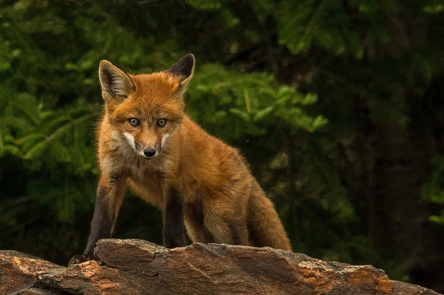 Nature Photograph - Fox Kit on the Rock by Steve Dunsford