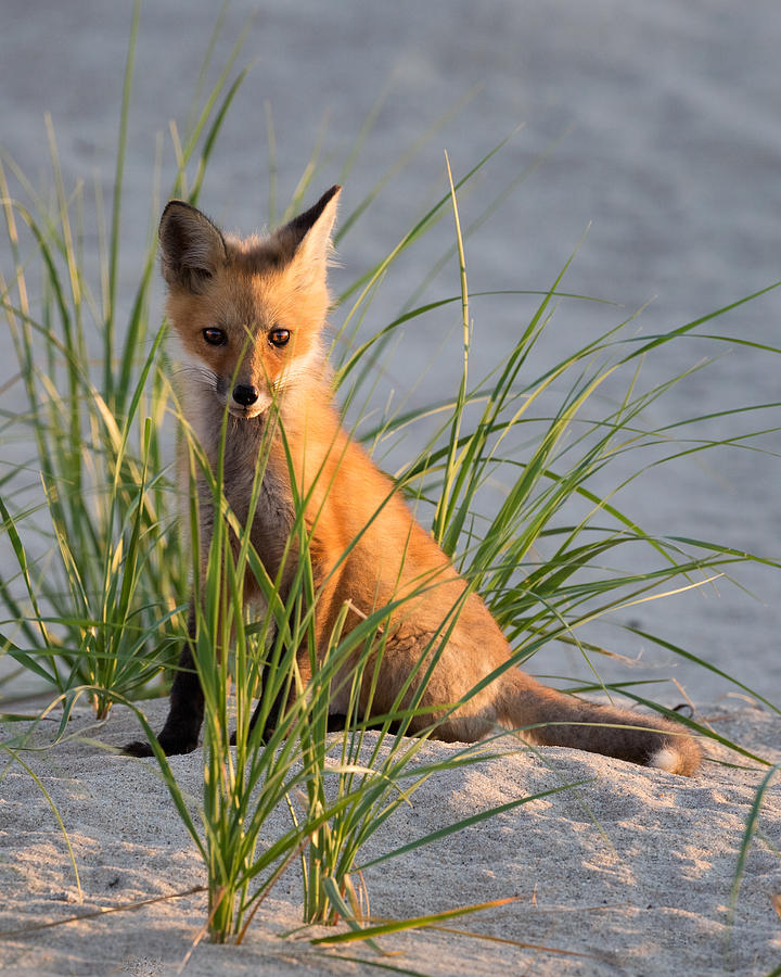 Fox Kit Portrait Photograph by Bill Wakeley