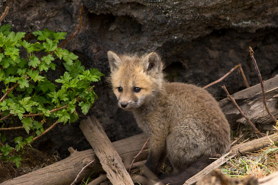 Fox Kit Portrait Photograph by Natural Focal Point Photography