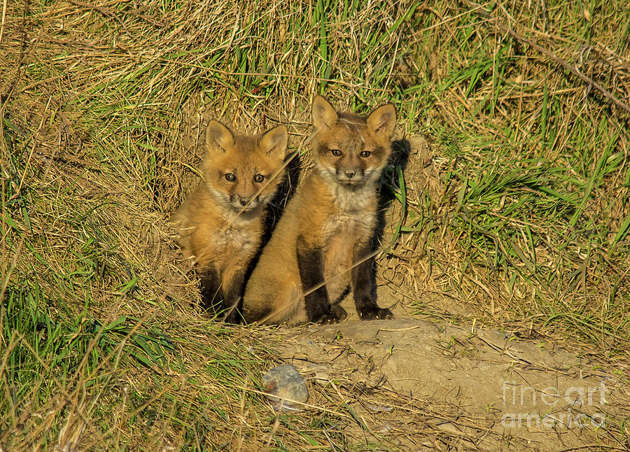 Fox Kit Siblings Photograph by Cheryl Baxter