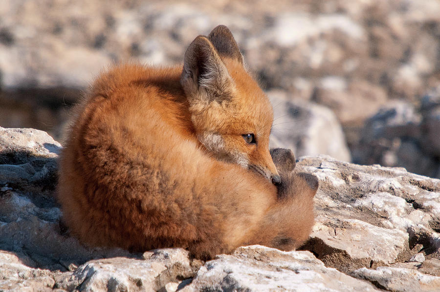 Fox Kit Photograph by Steve Stuller