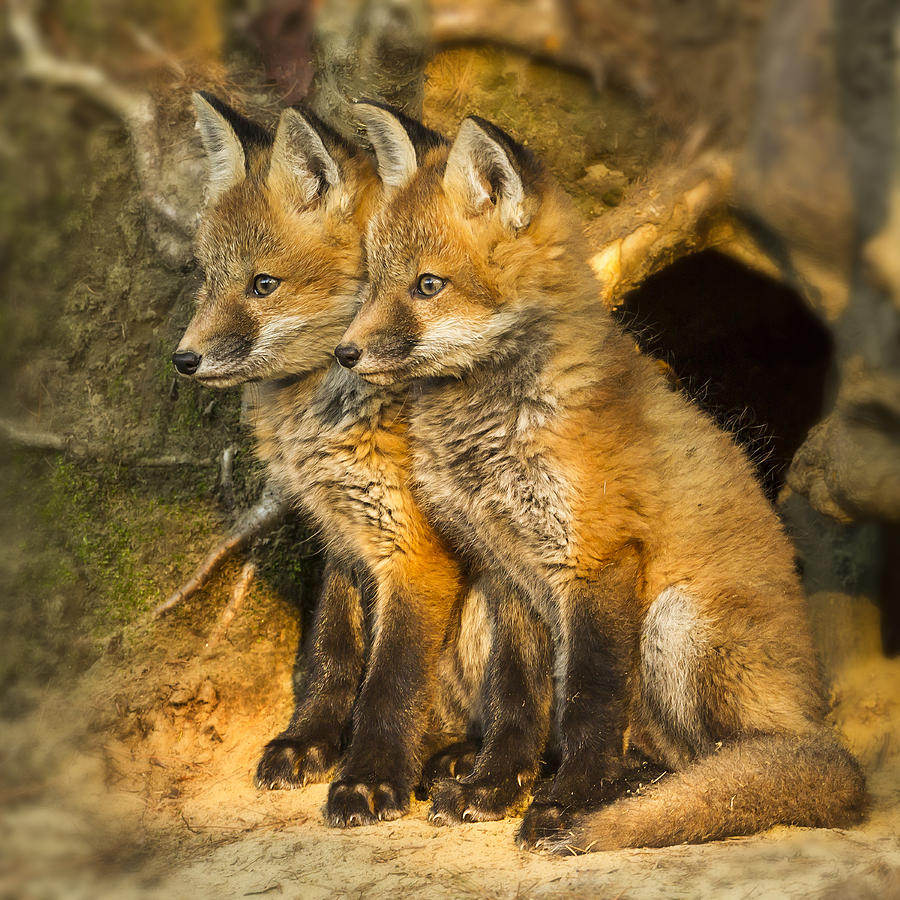 Fox Kit Twins Photograph by John Vose