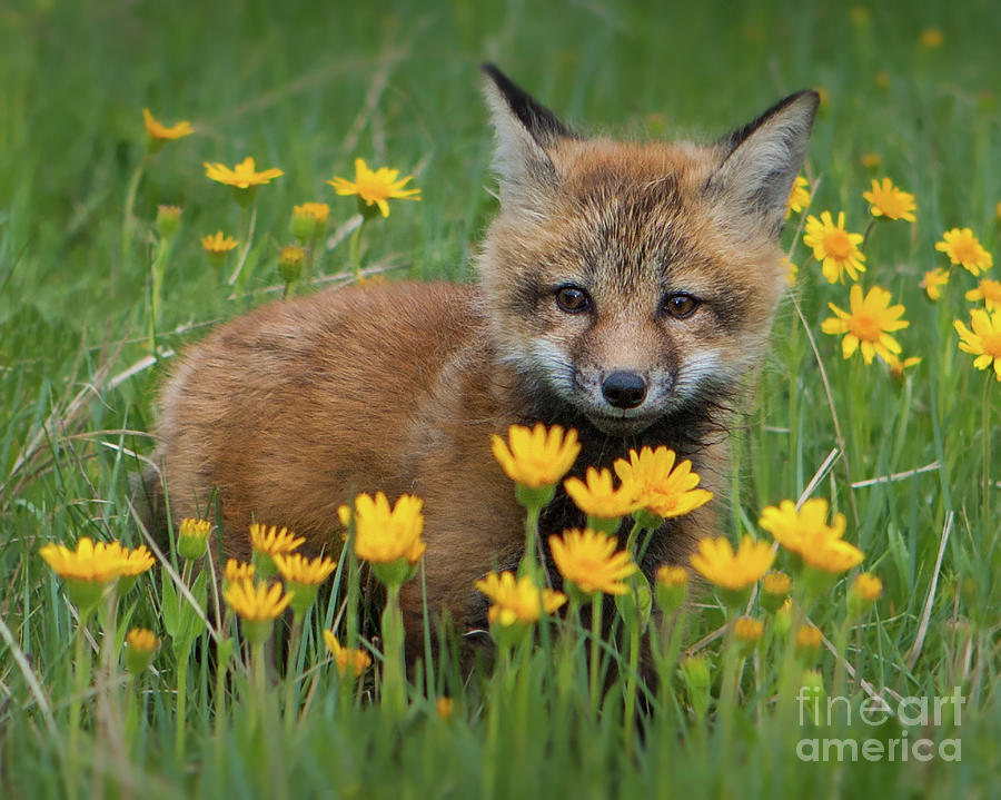 Fox Kit with Yellow Flowers Photograph by Jerry Fornarotto