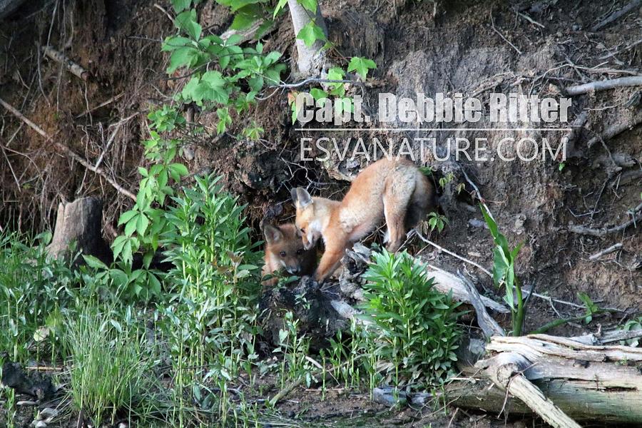 Fox Kits 2967 by Captain Debbie Ritter Fox Kits 2967 by Captain Debbie Ritter