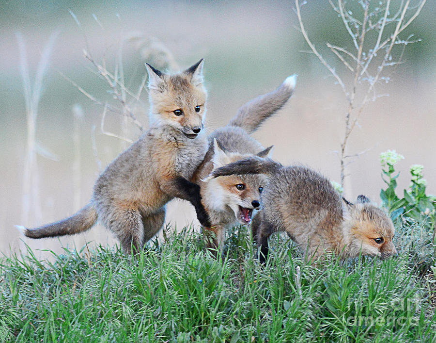 Fox Kits at Play Photograph by Dennis Hammer