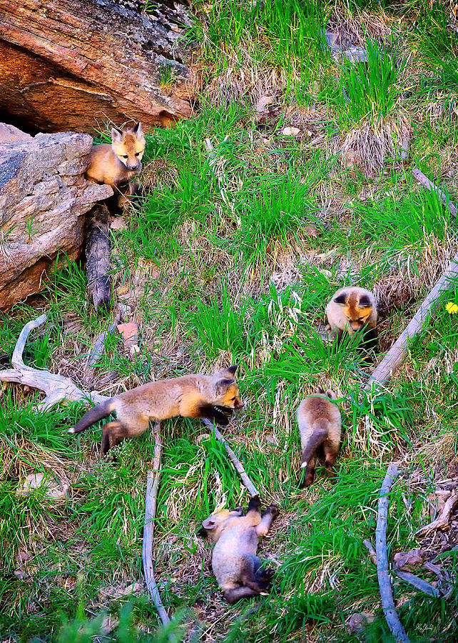 Yellowstone National Park Photograph - Fox Kits at Play by Greg Norrell