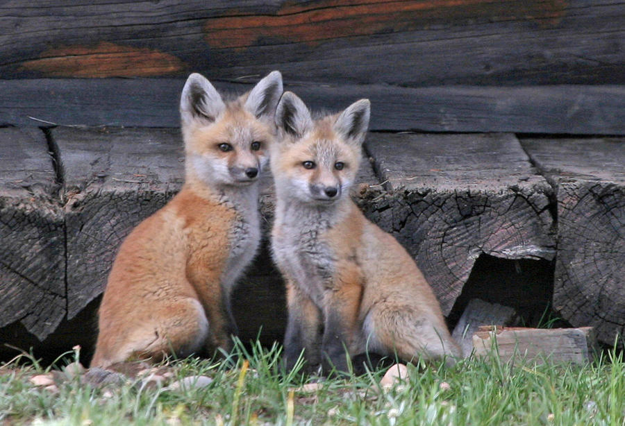 Fox Kits Photograph by Connie Jeffcoat - Fine Art America