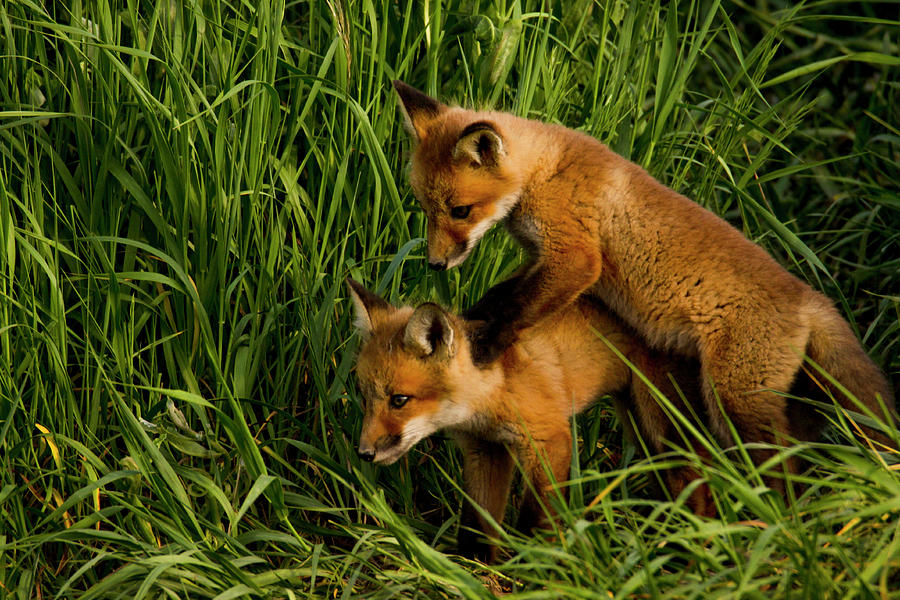 Nature Photograph - Fox Kits - Double Trouble by John Turner