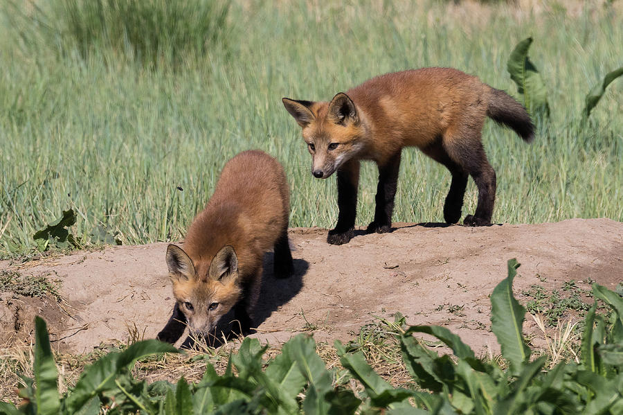 Fox Kits on the Prowl Photograph by Tony Hake