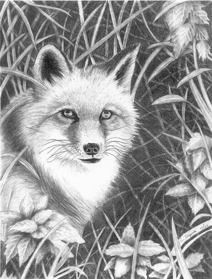 Fox Drawing by Lawrence Tripoli
