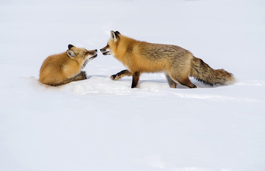 Fox Love Photograph by Brenda Jacobs