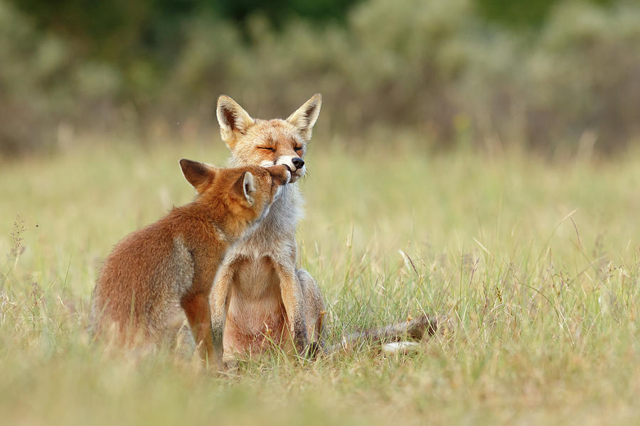Fox Photograph - Fox Love Series - Kiss by Roeselien Raimond