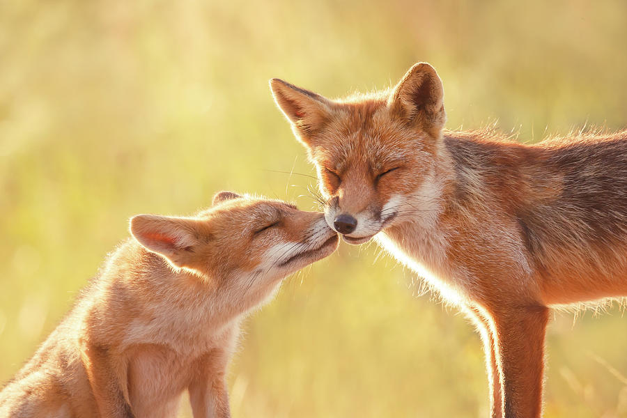 Fox Photograph - Fox Love Series - World Friendship Day by Roeselien Raimond