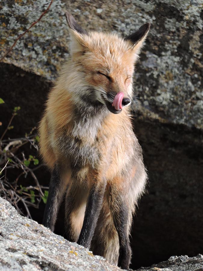 Fox Mama Estes Park Photograph by Nicole Belvill