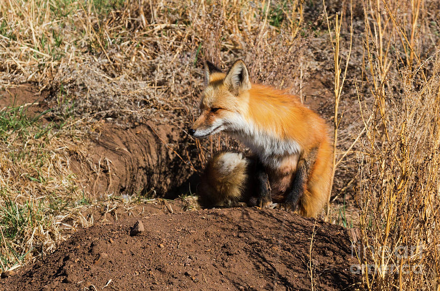 Fox Nap Photograph by Steven Krull