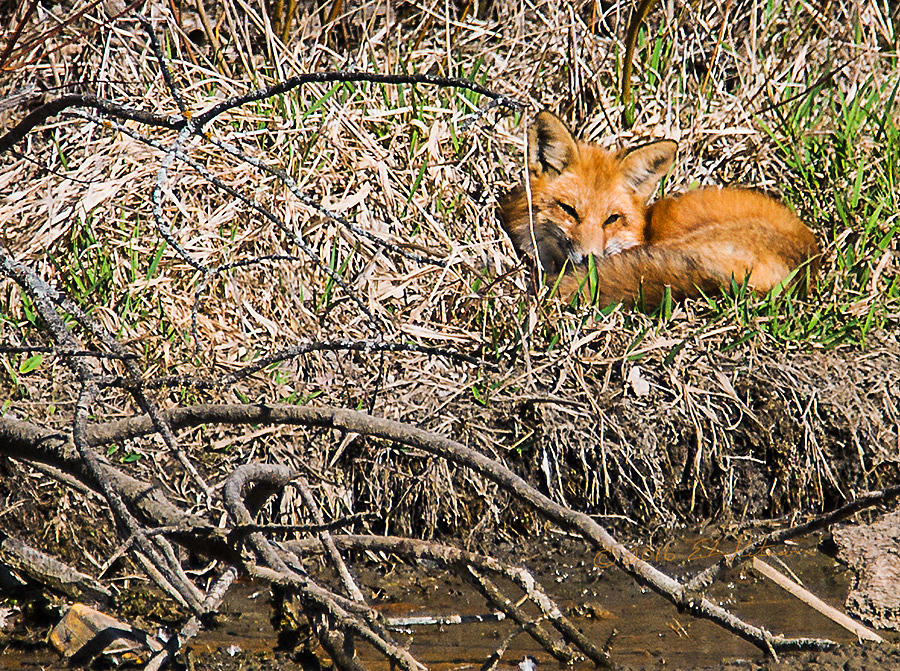 Fox Napping Photograph by Ed Peterson
