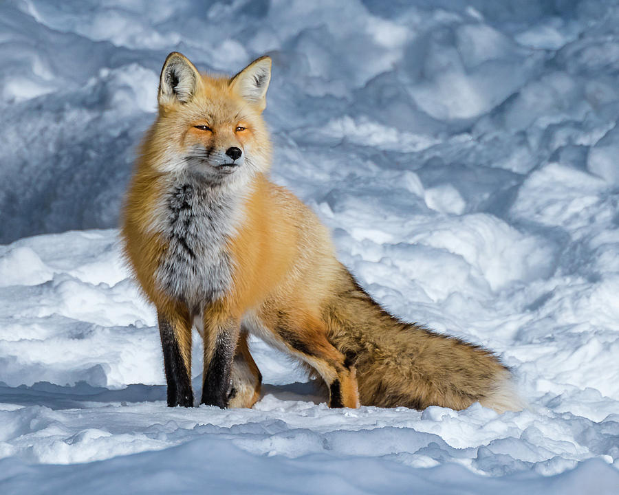 Fox On A Winter Afternoon Photograph by Yeates Photography