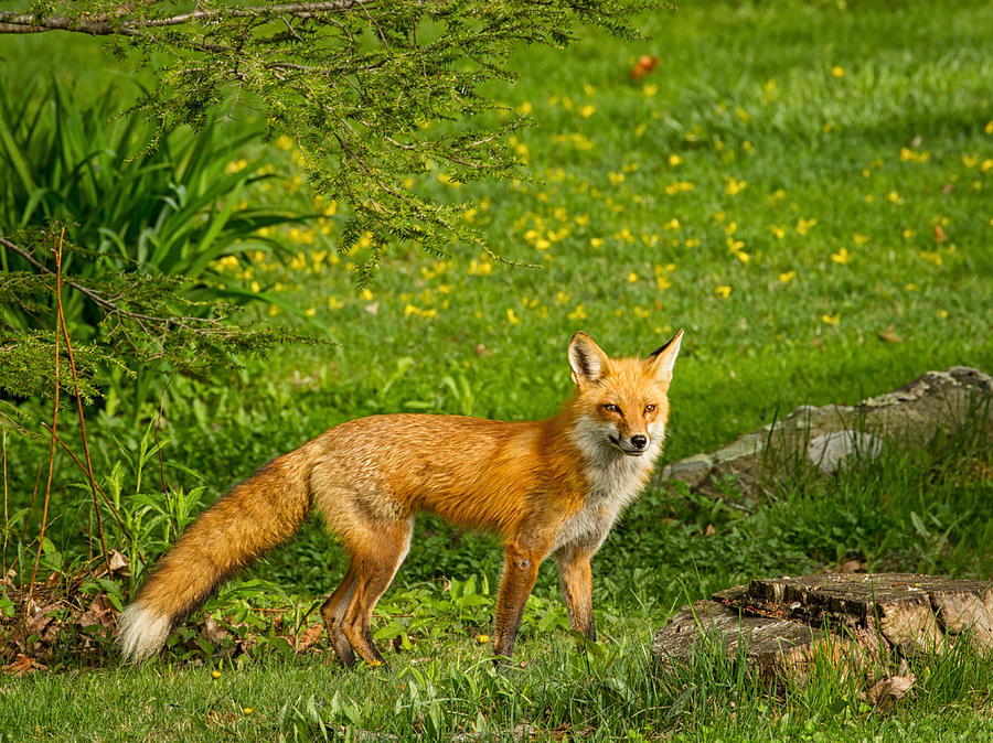 Fox on Display Photograph by Brian Caldwell