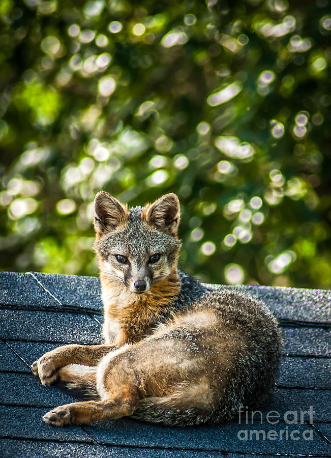 Fox on Roof Photograph by Blake Webster