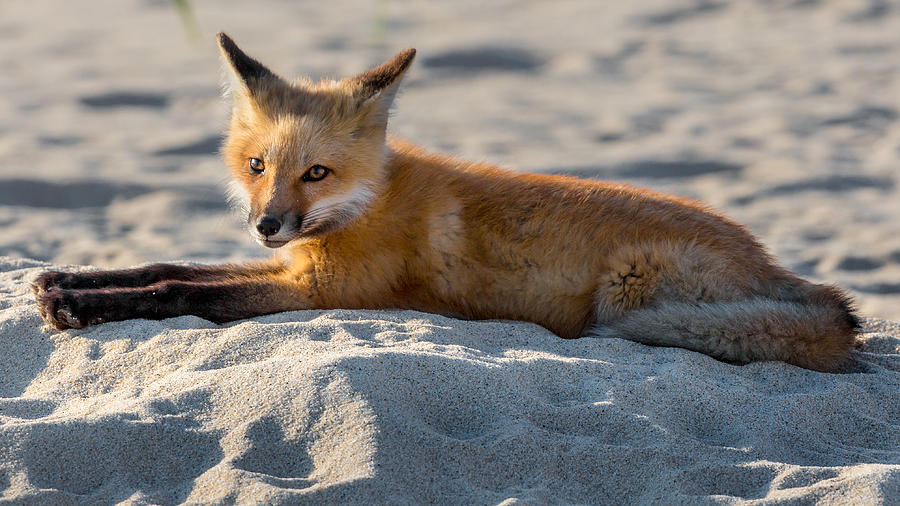 Fox Photograph - Fox On The Beach by Bill Wakeley