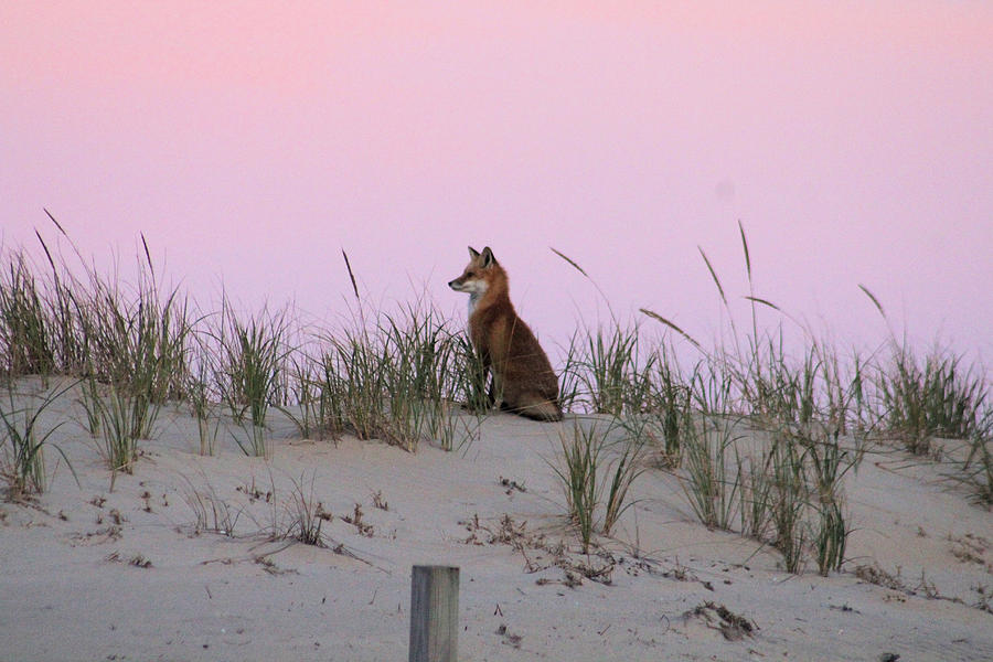 Fox On The Dune At Dawn Photograph by Robert Banach