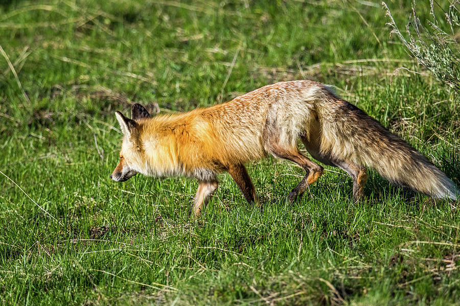 Fox on the Hunt Photograph by Paul Freidlund