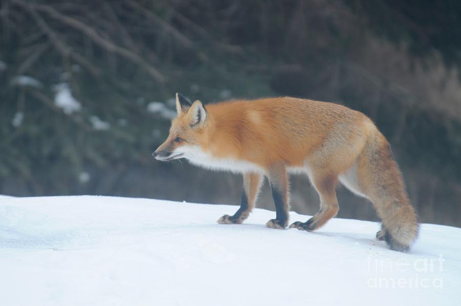 Fox on the Prowl Photograph by Sandra Updyke