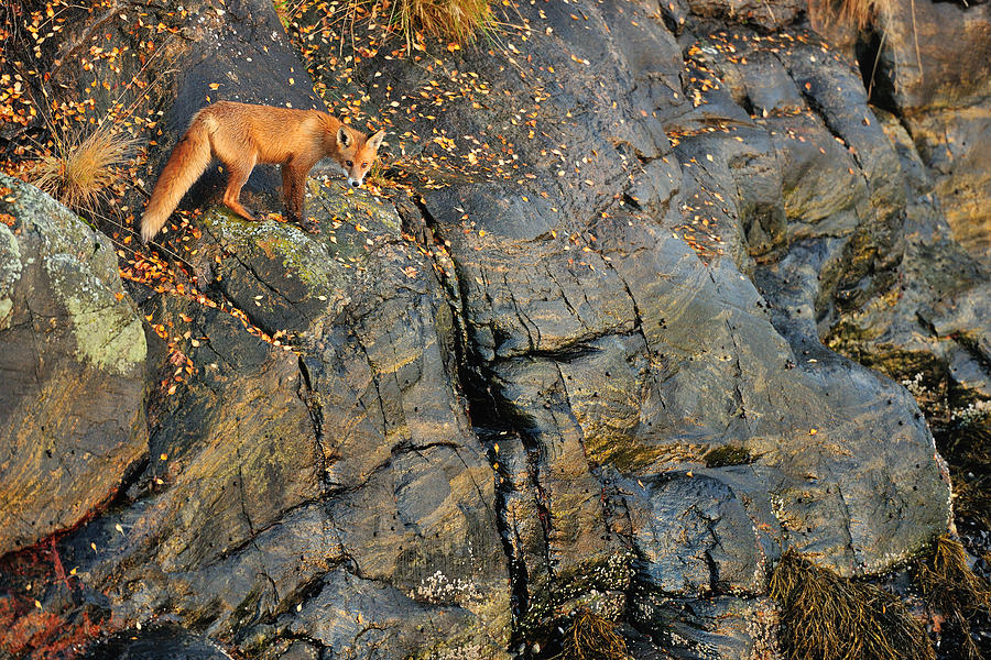 Nature Photograph - Fox On The Rocks by Yves Adams