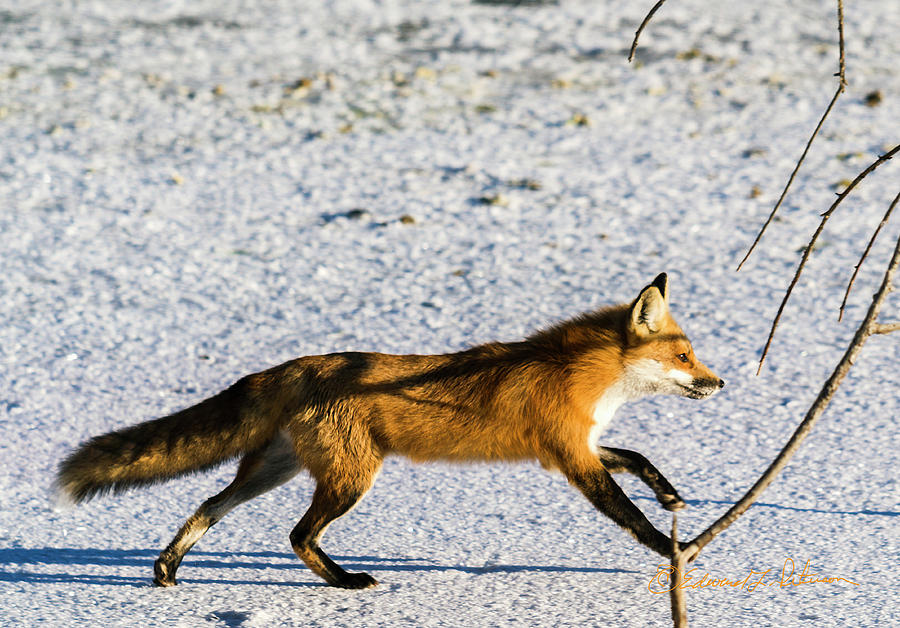Fox On The Run Photograph by Ed Peterson